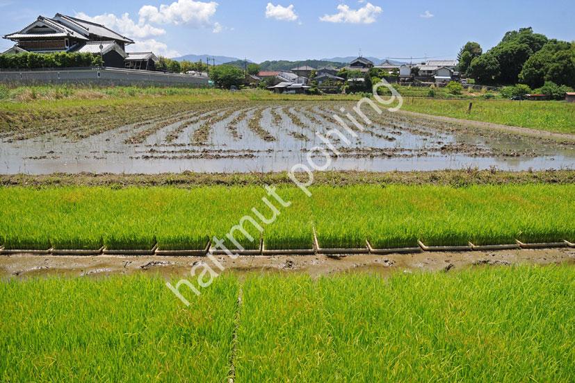 JAPAN-TRADITION-RICE-SEEDLINGS10