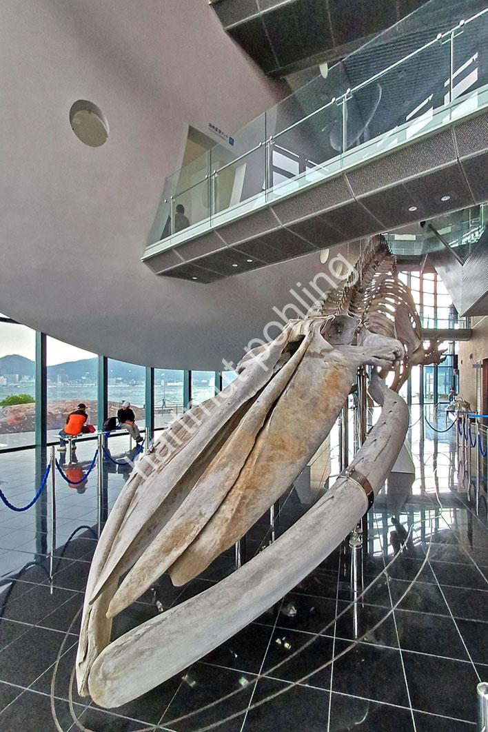JAPAN-STADT-SHIMONOSEKI-KAIKYOKAN-MARINE-SCIENCE-MUSEUM02