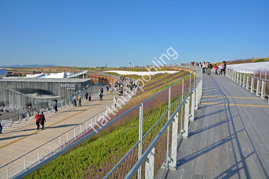 FUJIMOTO-SOU-EXPO2025-GRAND-RING10