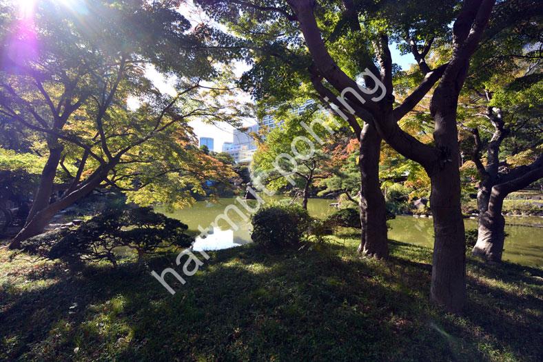 JAPANESE-GARDEN-HIBIYA-KOEN05
