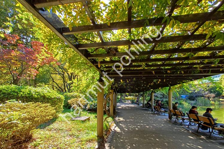 JAPANESE-GARDEN-HIBIYA-KOEN06