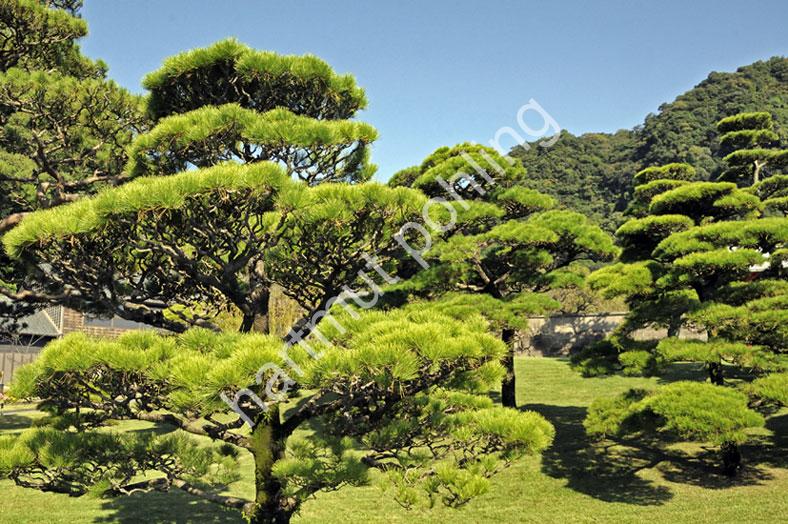 JAPANESE-GARDEN-SENGAN-EN03