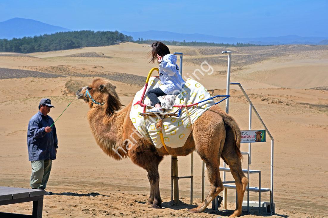 JAPAN-LANDSCAPE-TOTTORI–DUNES-CAMEL Tourist auf dem Kamel in den Dünen von Tottori